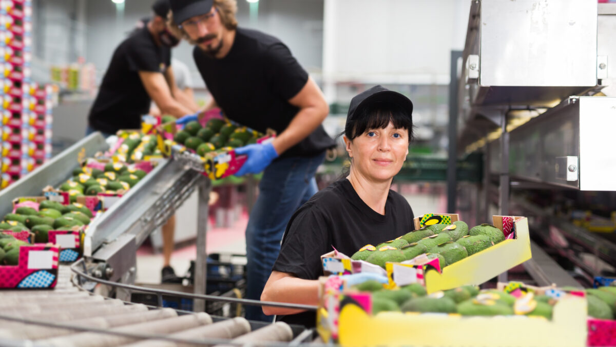 warehouse worker loading box with fresh avocado fruits on packing facility