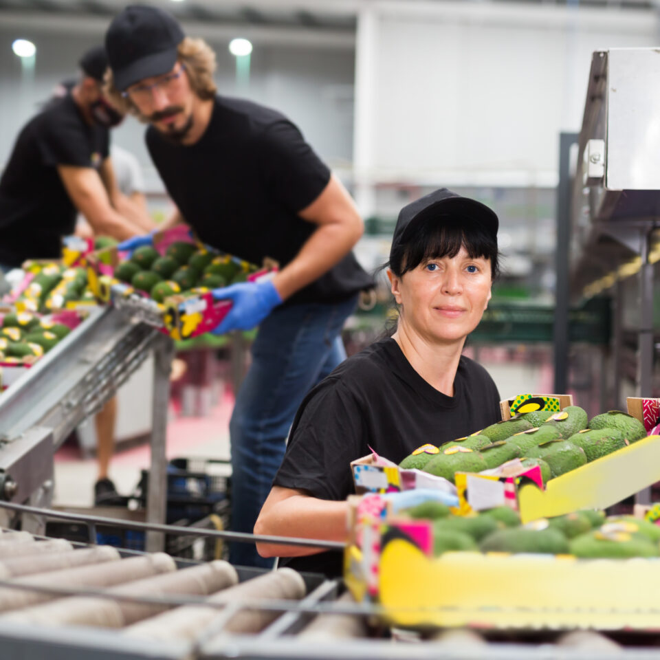 warehouse worker loading box with fresh avocado fruits on packing facility